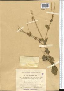 Isatis boissieriana Rchb.f., Middle Asia, Pamir & Pamiro-Alai (M2) (Uzbekistan)