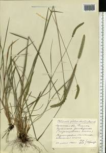 Phleum phleoides (L.) H.Karst., Eastern Europe, North Ukrainian region (E11) (Ukraine)