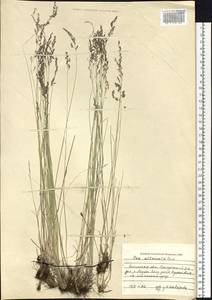 Poa attenuata Trin., Siberia, Baikal & Transbaikal region (S4) (Russia)