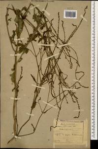 Verbena officinalis L., Caucasus, Abkhazia (K4a) (Abkhazia)