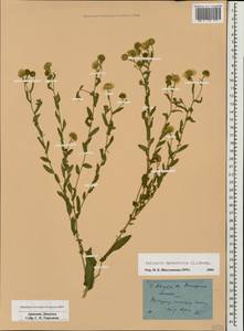 Pulicaria dysenterica (L.) Bernh., Caucasus, Armenia (K5) (Armenia)