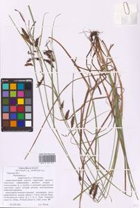 Carex flacca Schreb., Eastern Europe, North-Western region (E2) (Russia)