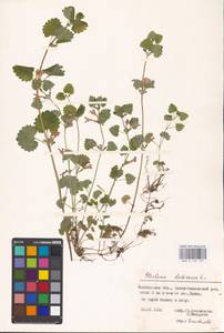 MHA 0 155 767, Glechoma hederacea L., Eastern Europe, Eastern region (E10) (Russia)