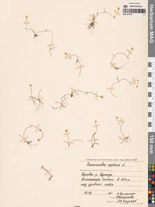 Ranunculus reptans L., Siberia, Chukotka & Kamchatka (S7) (Russia)