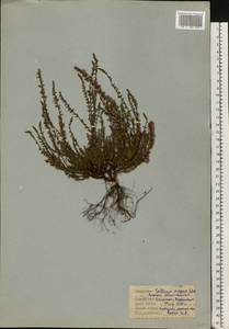 Calluna vulgaris (L.) Hull, Eastern Europe, North Ukrainian region (E11) (Ukraine)