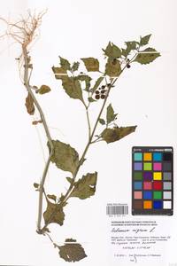 Solanum nigrum L., Eastern Europe, Moscow region (E4a) (Russia)