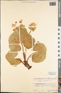 Caltha palustris L., Eastern Europe, North Ukrainian region (E11) (Ukraine)