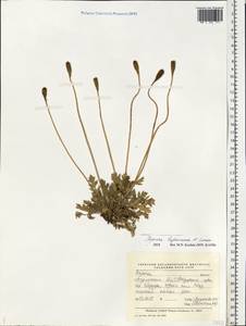 Papaver radicatum subsp. dahlianum (Nordh.) Rändel, Eastern Europe, Northern region (E1) (Russia)