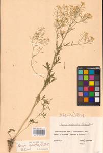 Rorippa sylvestris (L.) Besser, Eastern Europe, Central forest-and-steppe region (E6) (Russia)