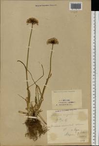 Allium angulosum L., Eastern Europe, Eastern region (E10) (Russia)