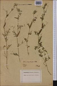 Vicia sativa subsp. nigra (L.)Ehrh., Western Europe (EUR) (Germany)