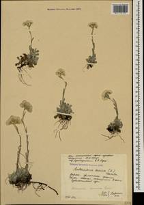 Antennaria caucasica Boriss., Caucasus, South Ossetia (K4b) (South Ossetia)