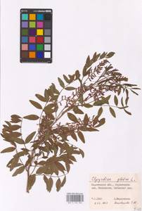 Glycyrrhiza glabra L., Eastern Europe, Lower Volga region (E9) (Russia)