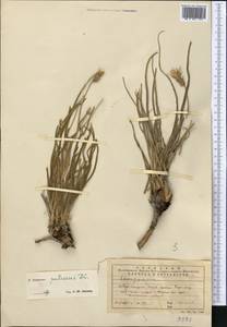 Pseudopodospermum pubescens (DC.) Zaika, Sukhor. & N. Kilian, Middle Asia, Western Tian Shan & Karatau (M3) (Kazakhstan)