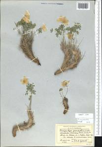 Paraquilegia anemonoides (Willd.) Engl. ex Ulbr., Middle Asia, Northern & Central Tian Shan (M4) (Kyrgyzstan)