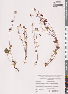 Potentilla gelida, Siberia, Chukotka & Kamchatka (S7) (Russia)