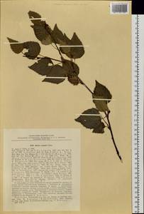 Betula ermanii Cham., Siberia, Chukotka & Kamchatka (S7) (Russia)