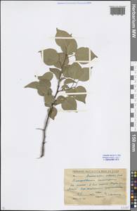 Prunus armeniaca L., Caucasus, North Ossetia, Ingushetia & Chechnya (K1c) (Russia)