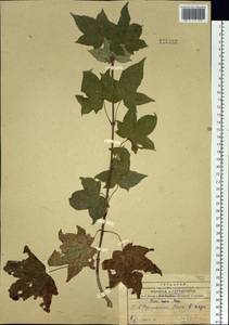 Acer pictum subsp. mono (Maxim.) H. Ohashi, Siberia, Russian Far East (S6) (Russia)