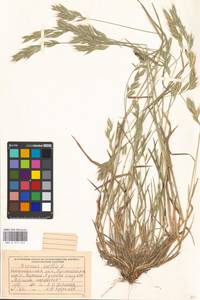 Bromus hordeaceus subsp. hordeaceus, Eastern Europe, West Ukrainian region (E13) (Ukraine)