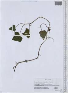 Hedera helix L., Eastern Europe, Belarus (E3a) (Belarus)