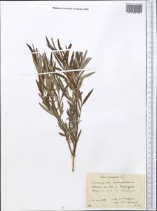 Salix viminalis L., Middle Asia, Northern & Central Kazakhstan (M10) (Kazakhstan)