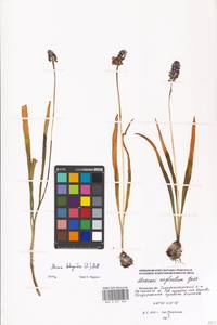 Muscari botryoides (L.) Mill., Eastern Europe, Moscow region (E4a) (Russia)