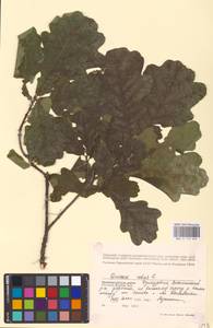 Quercus robur L., Eastern Europe, Volga-Kama region (E7) (Russia)