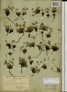 Eritrichium rupestre (Pall. ex Georgi) Bunge, Siberia, Baikal & Transbaikal region (S4) (Russia)
