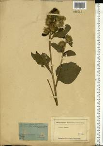 Arctium lappa L., Eastern Europe, Moscow region (E4a) (Russia)