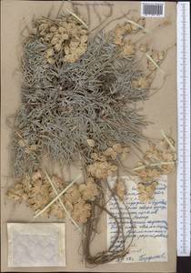 Astragalus schrenkianus Fisch. & Mey., Middle Asia, Western Tian Shan & Karatau (M3) (Kazakhstan)