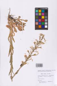 Silene viscosa (L.) Pers., Eastern Europe, Middle Volga region (E8) (Russia)