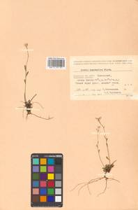 Arabidopsis lyrata subsp. kamchatica (Fisch. ex DC.) O'Kane & Al-Shehbaz, Siberia, Chukotka & Kamchatka (S7) (Russia)