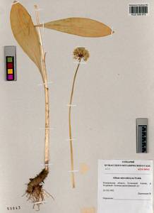 Allium microdictyon Prokh., Siberia, Altai & Sayany Mountains (S2) (Russia)