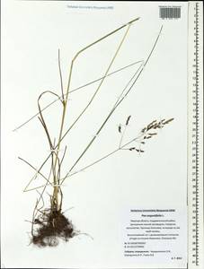 Poa angustifolia L., Eastern Europe, North-Western region (E2) (Russia)