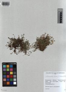 KUZ 004 200, Cherleria biflora (L.) comb. ined., Siberia, Altai & Sayany Mountains (S2) (Russia)