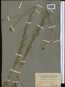 Crupina vulgaris (Pers.) Cass., Middle Asia, Pamir & Pamiro-Alai (M2) (Tajikistan)