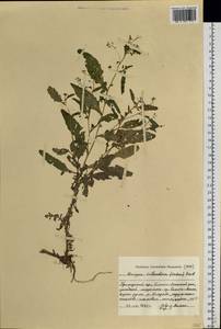 Rorippa palustris (L.) Besser, Siberia, Russian Far East (S6) (Russia)