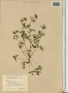 Geranium dissectum L., Eastern Europe, Latvia (E2b) (Latvia)