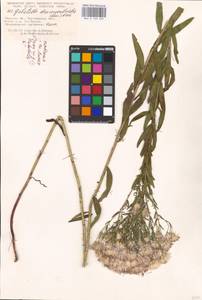 Galatella sedifolia subsp. dracunculoides (Lam.) Greuter, Eastern Europe, Rostov Oblast (E12a) (Russia)