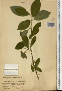 Euonymus europaeus L., Eastern Europe, North Ukrainian region (E11) (Ukraine)