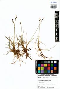 Carex rariflora (Wahlenb.) Sm., Siberia, Central Siberia (S3) (Russia)