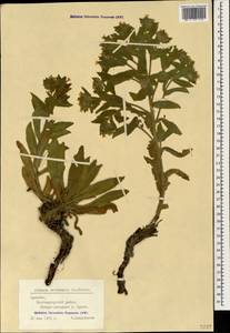 Alkanna orientalis (L.) Boiss., Caucasus, Armenia (K5) (Armenia)
