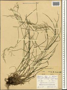 Poa nemoralis L., Caucasus, North Ossetia, Ingushetia & Chechnya (K1c) (Russia)