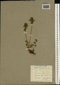 Lamium purpureum L., Eastern Europe, North Ukrainian region (E11) (Ukraine)