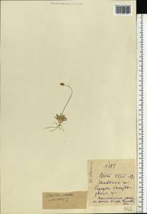 Tofieldia pusilla (Michx.) Pers., Eastern Europe, Northern region (E1) (Russia)