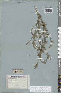 Heliotropium ellipticum Ledeb., Eastern Europe, Lower Volga region (E9) (Russia)