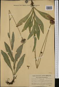 Cirsium pannonicum (L. fil.) Link, Western Europe (EUR) (Austria)
