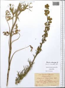 Aconitum anthoroideum DC., Siberia, Altai & Sayany Mountains (S2) (Russia)