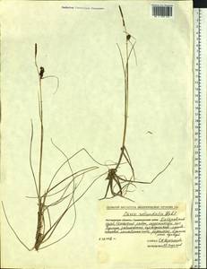 Carex rotundata Wahlenb., Siberia, Russian Far East (S6) (Russia)